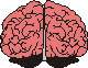 picture of the brain